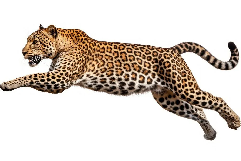 Fast Running Leopard Isolated on White Background Wallpaper