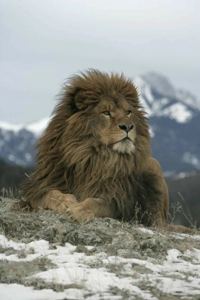 Fearless Animal Lion Sitting on the Mountain with Snow