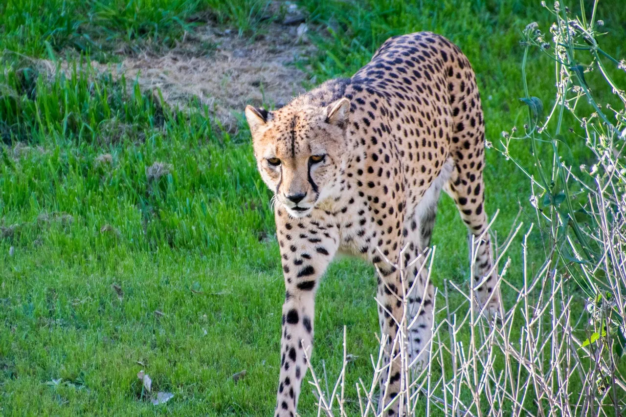 Fearless Cheetah Walking Casually in the Jungle Wallpaper