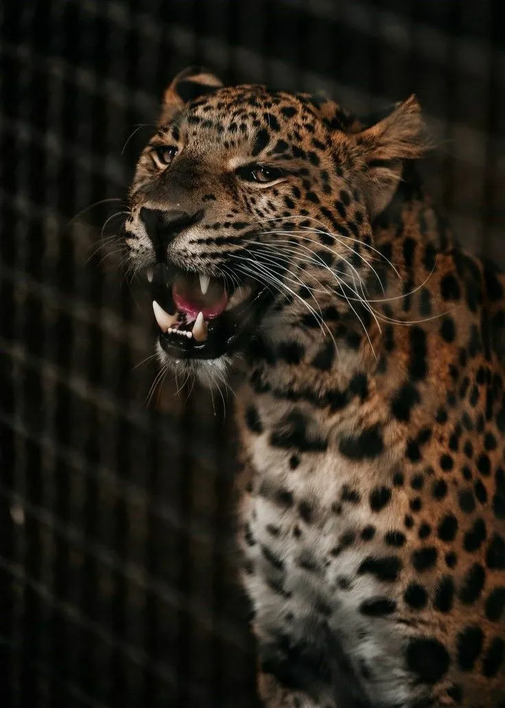 Fearless Leopard in Dark Enclosure Behind Fence