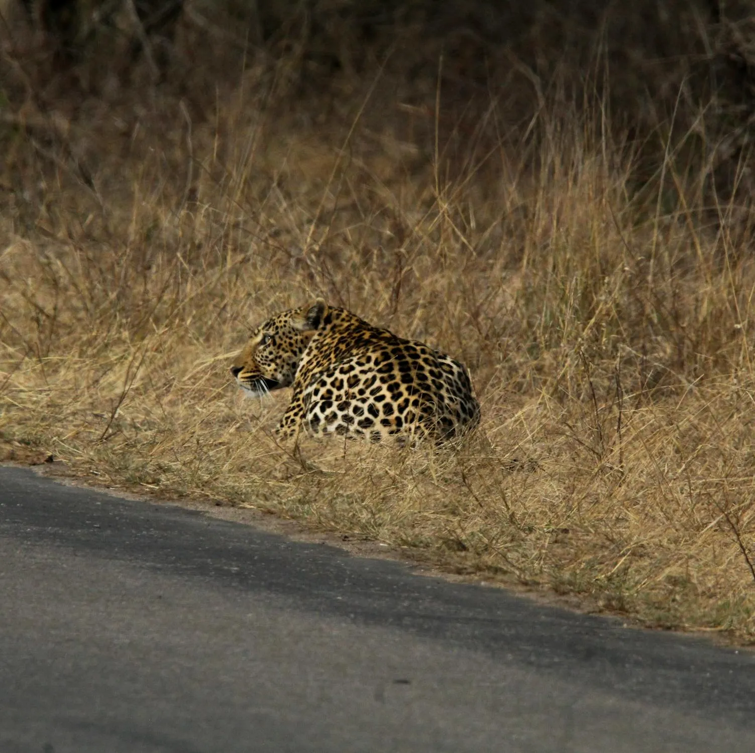 Fearless Leopard Resting Near Roadside in Dry Grass