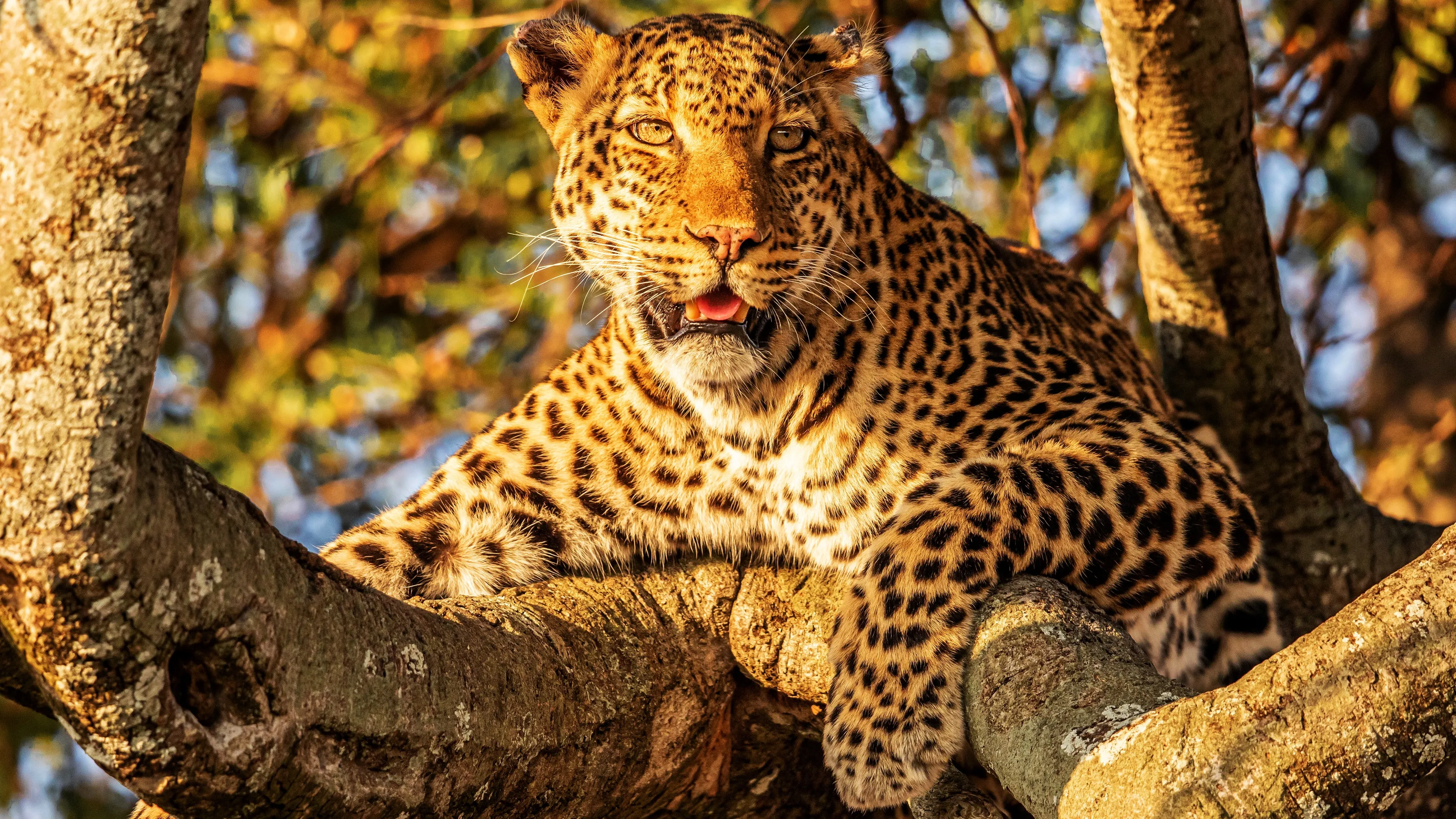 Fearless Leopard Sitting in the Tree and Looking Intensely
