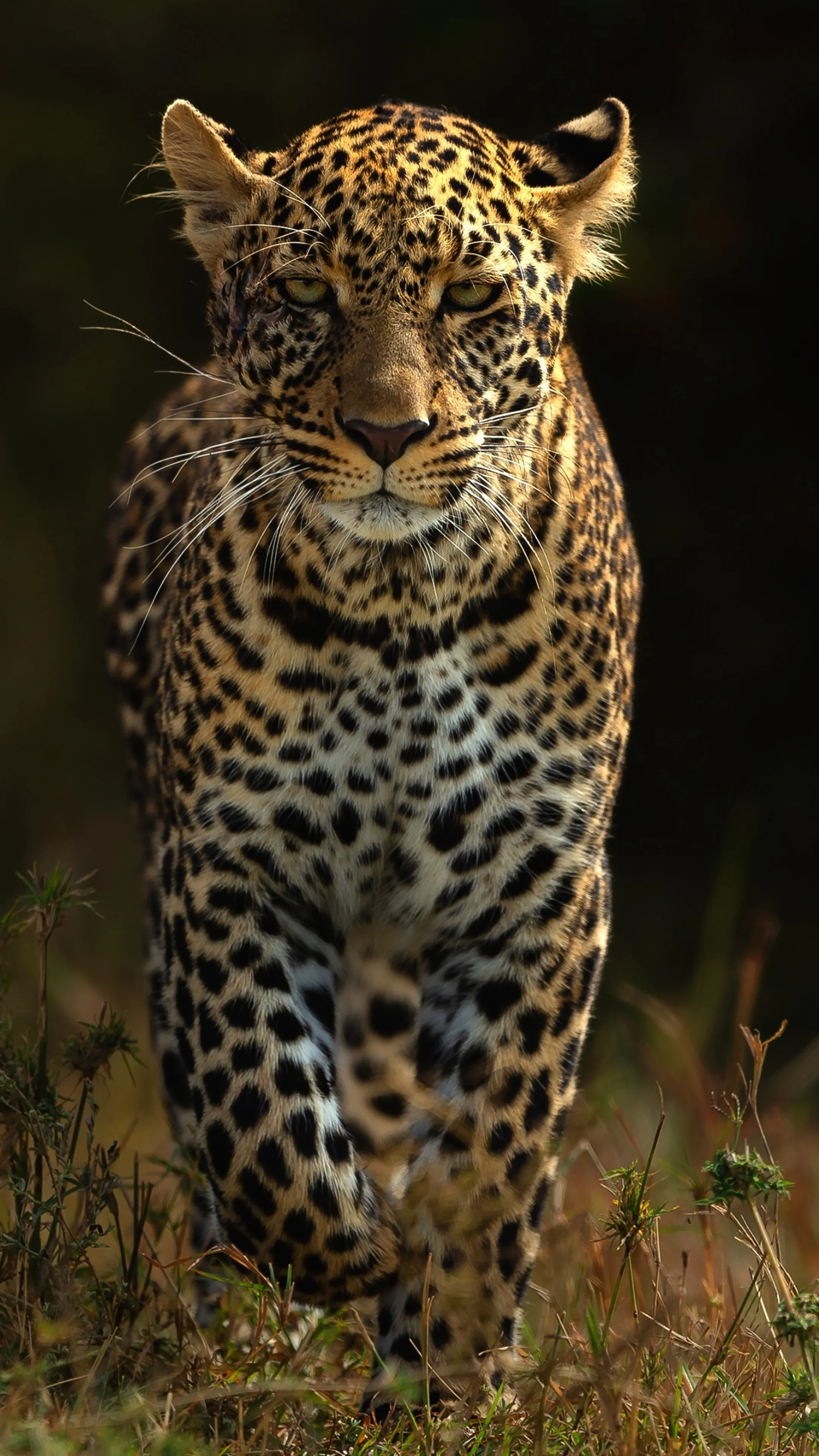 Fearless Leopard Walking in the Forest Free Wallpaper