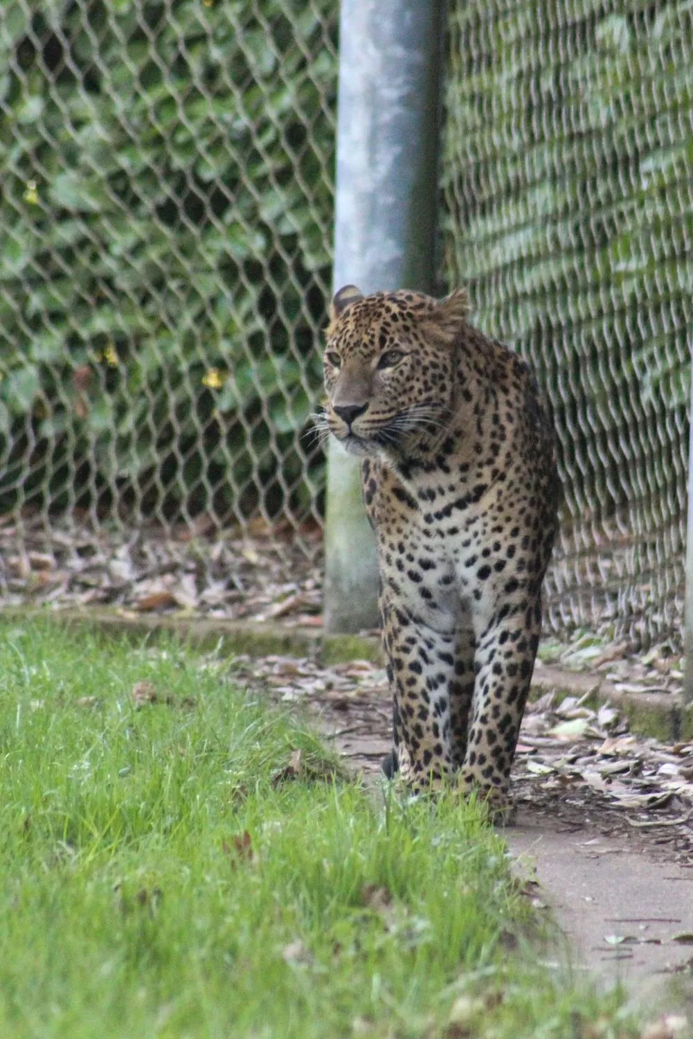 Fearless Leopard Walking Near Fence in Grassy Green Forest