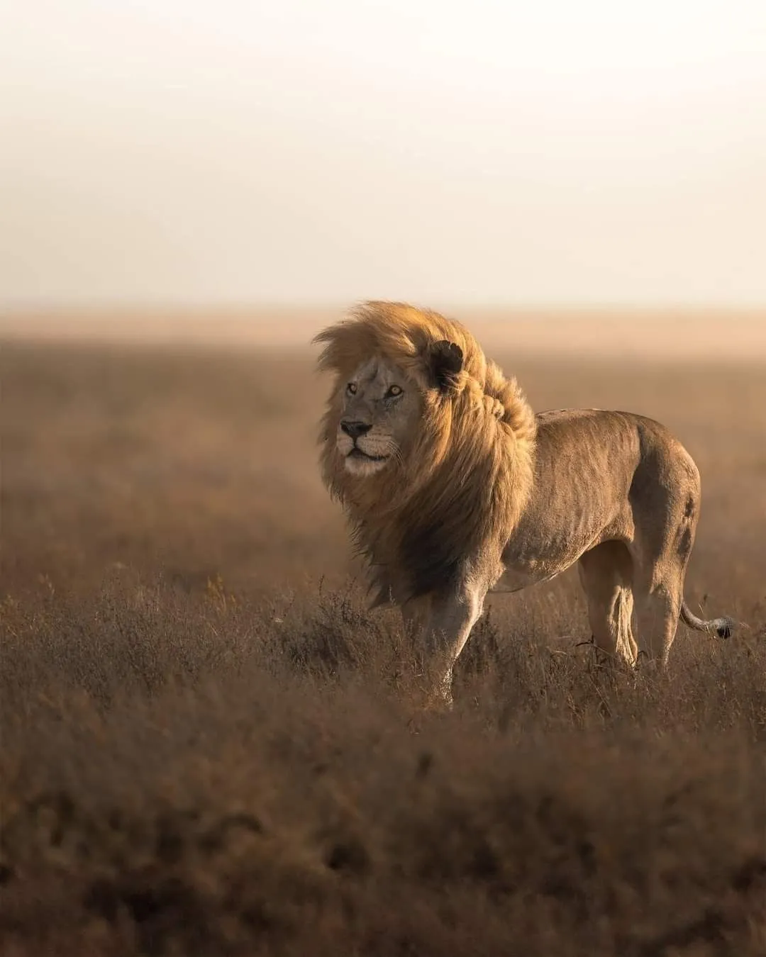 Fearless Lion Walking on the Grass in Jungle HD Wallpaper