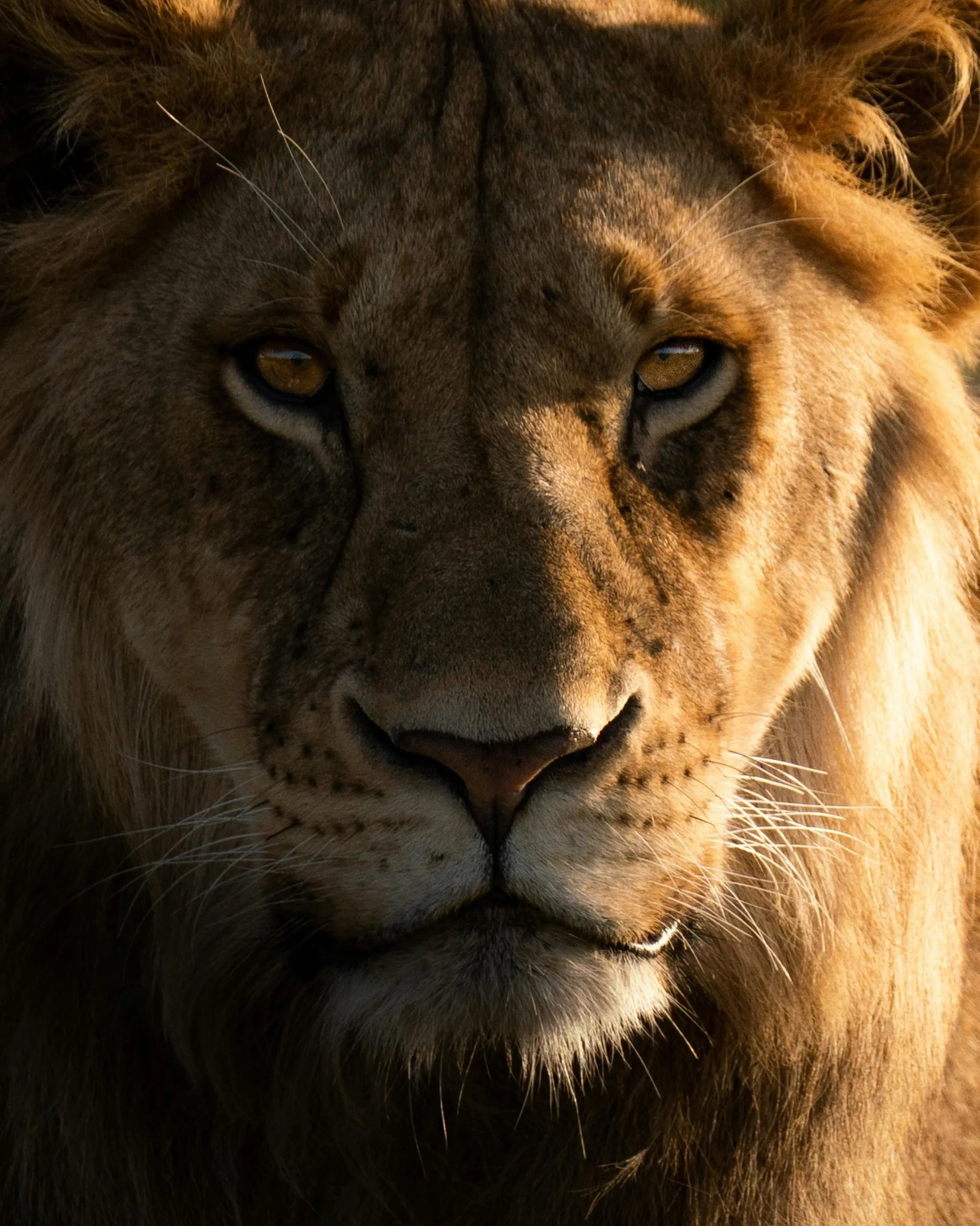 Fearless Lioness Looking with An Angry Face HD Wallpaper