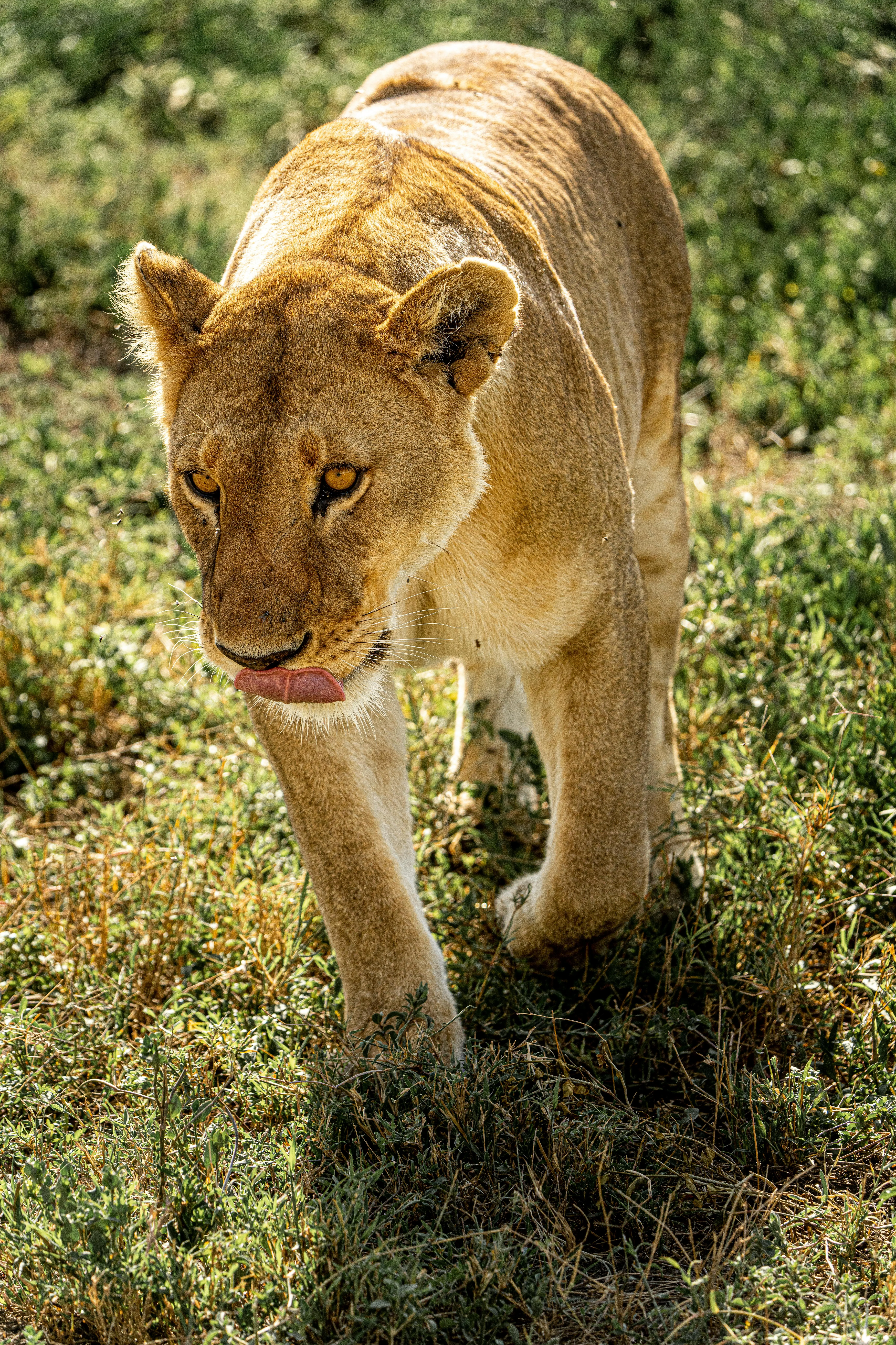 Fearless Lioness Roaming in the Forest Wildlife Wallpaper