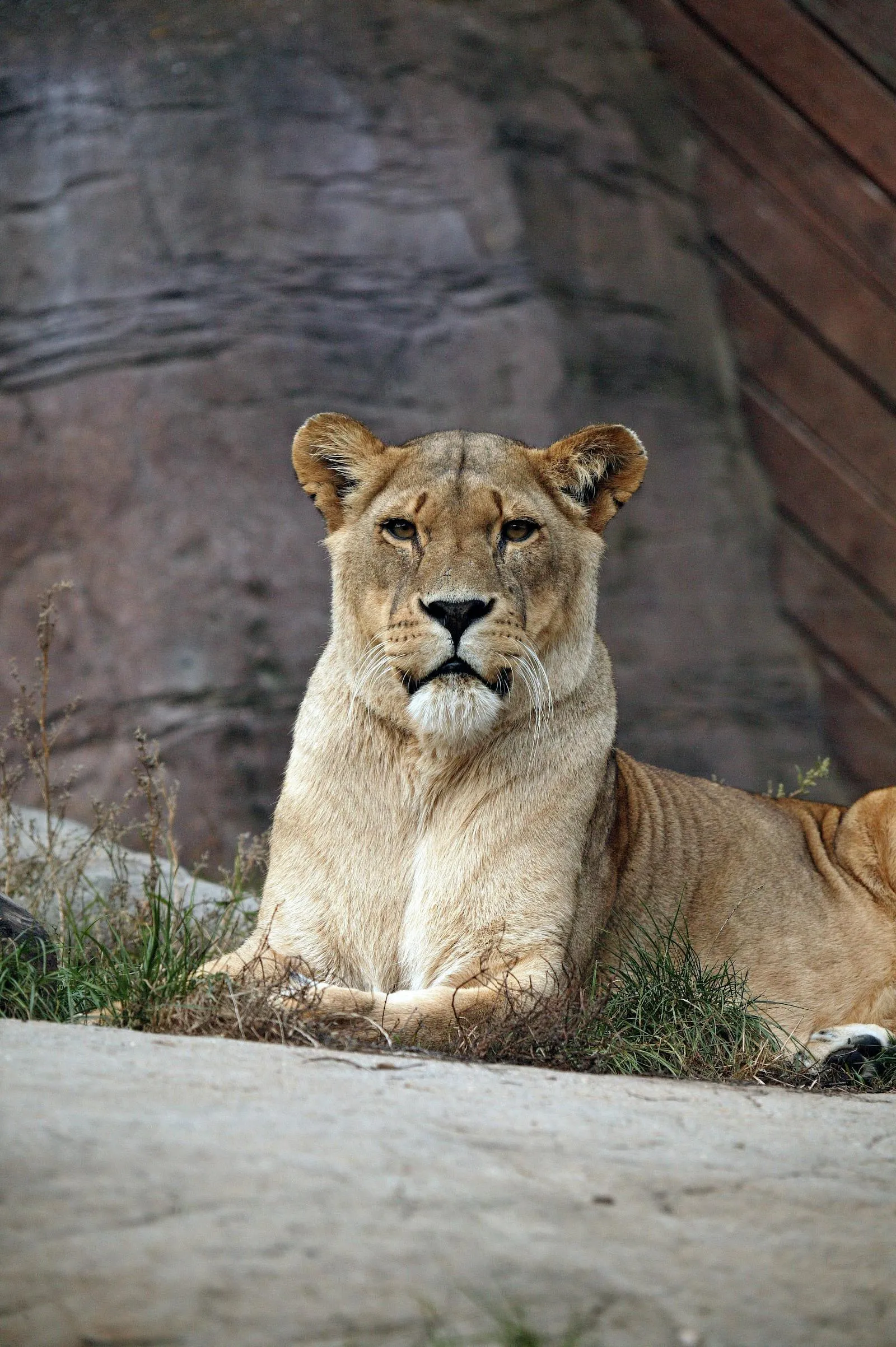 Fearless Lioness Sitting on the Rock Wildlife Photography