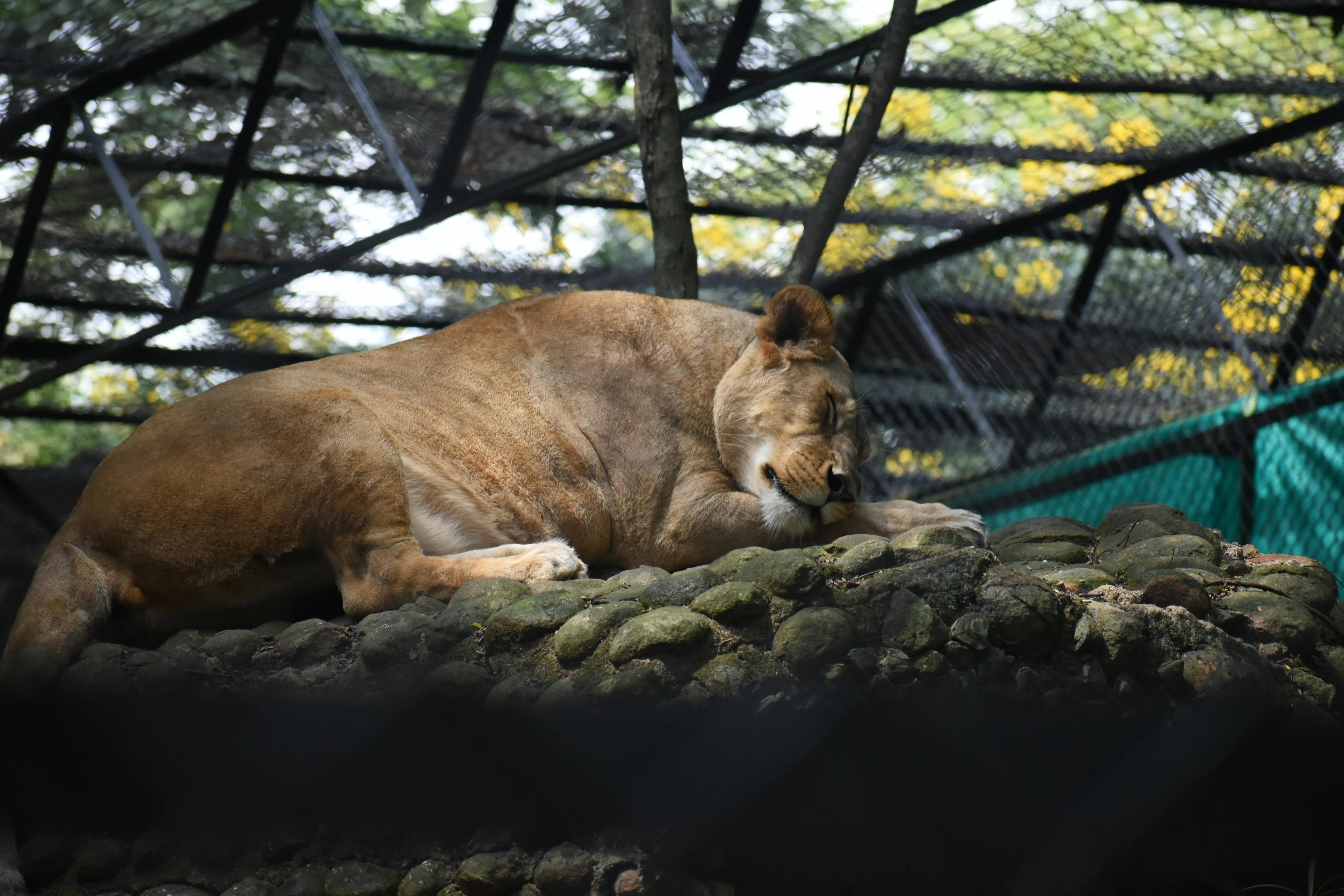Fearless Lioness Sleeping in a Zoo Cage Wildlife Photography