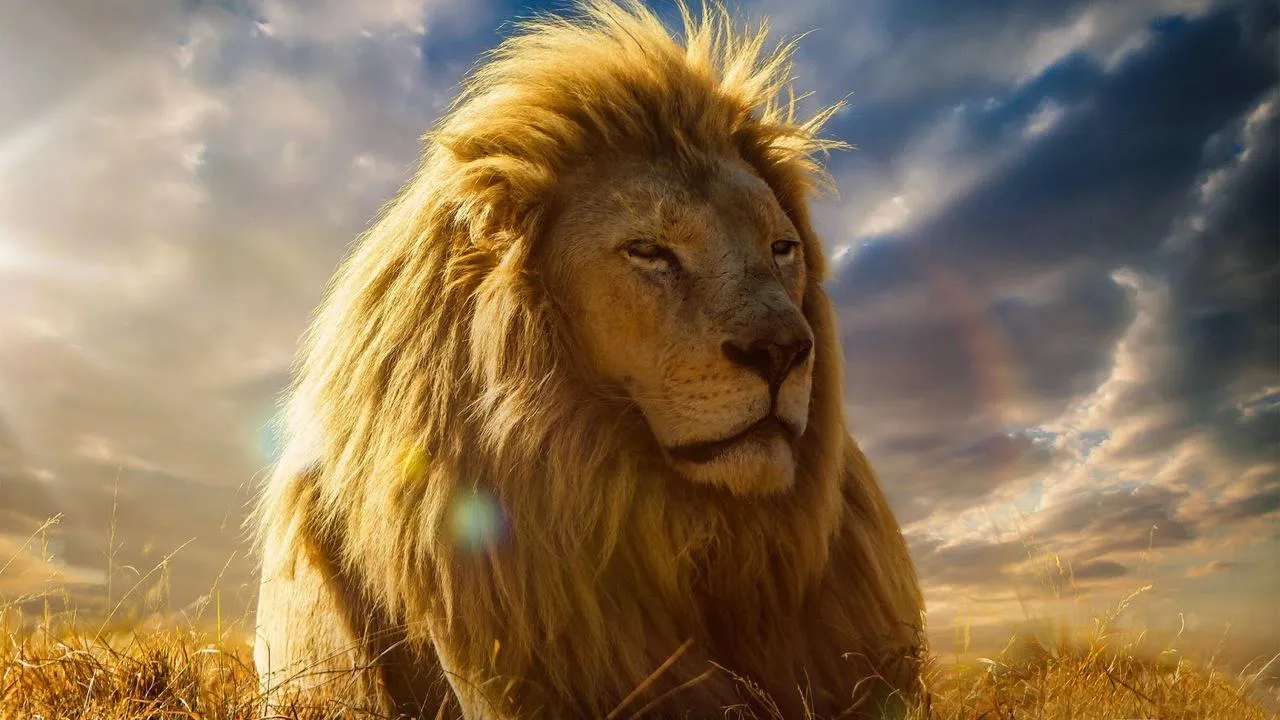 Fearless Male Lion in Golden Grasslands at Sunset Picture