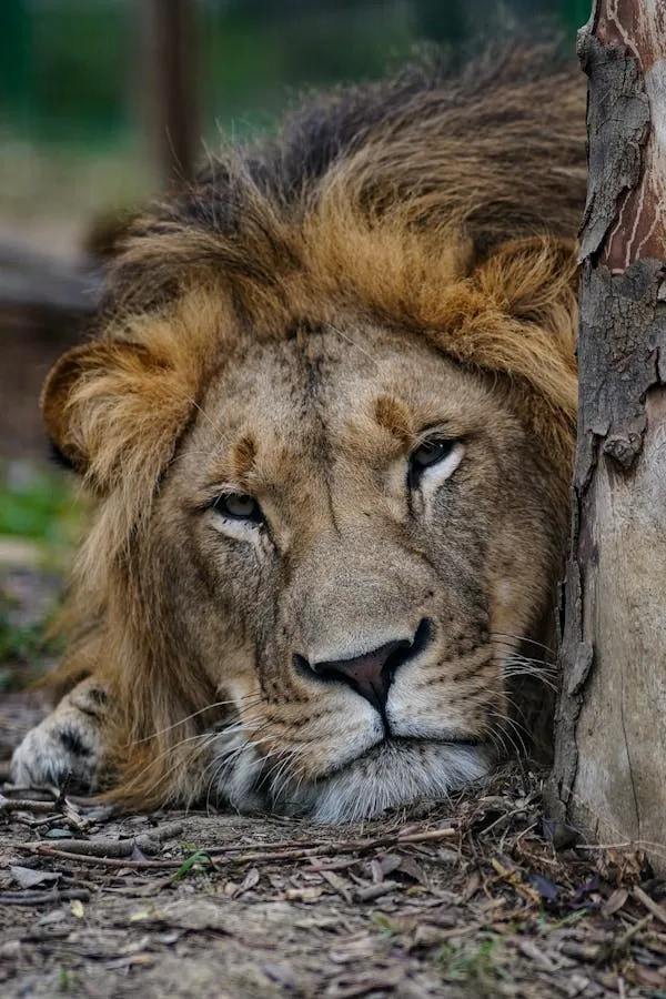 Fearless Male Lion Relaxing Peacefully Near Tree Wallpaper