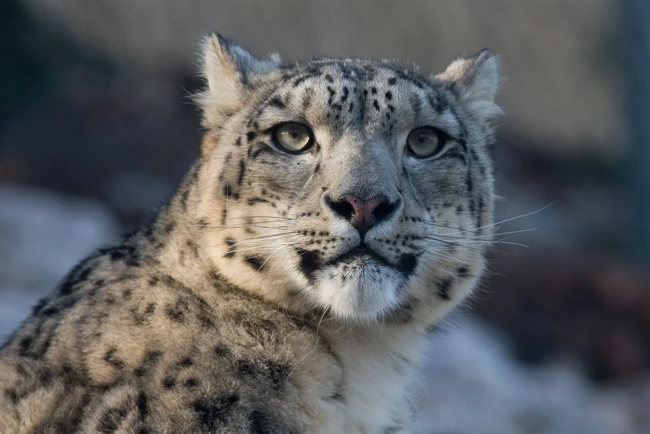Fearless Snow Leopard with Intense Eyes Natural Habitat