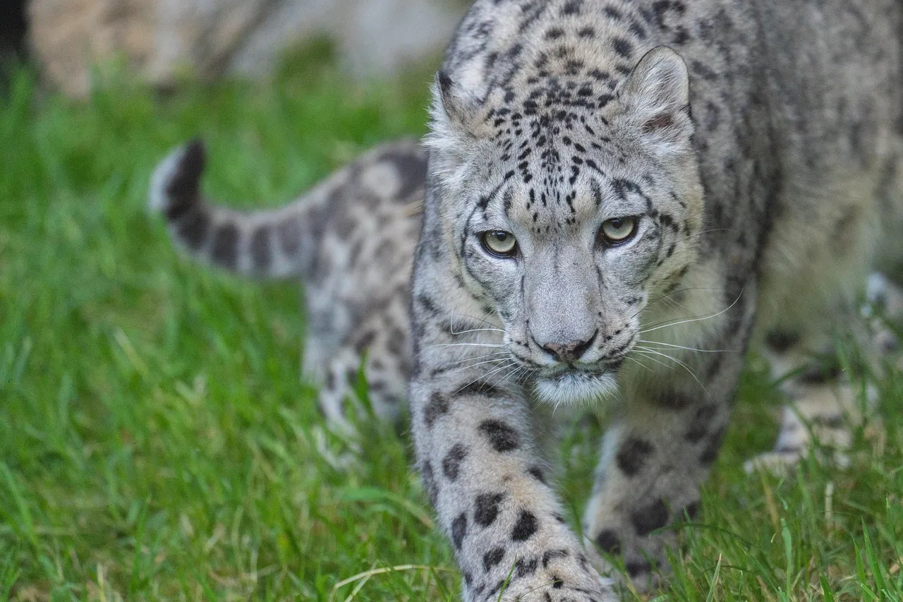 Fearless Snow Leopard Looking Intensely Walking Straight