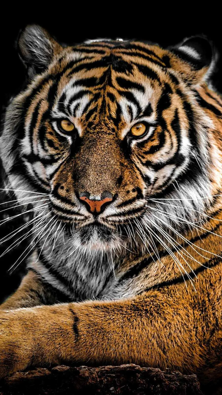 Fearless Tiger Close Up Image With Fearless Look Hd Image