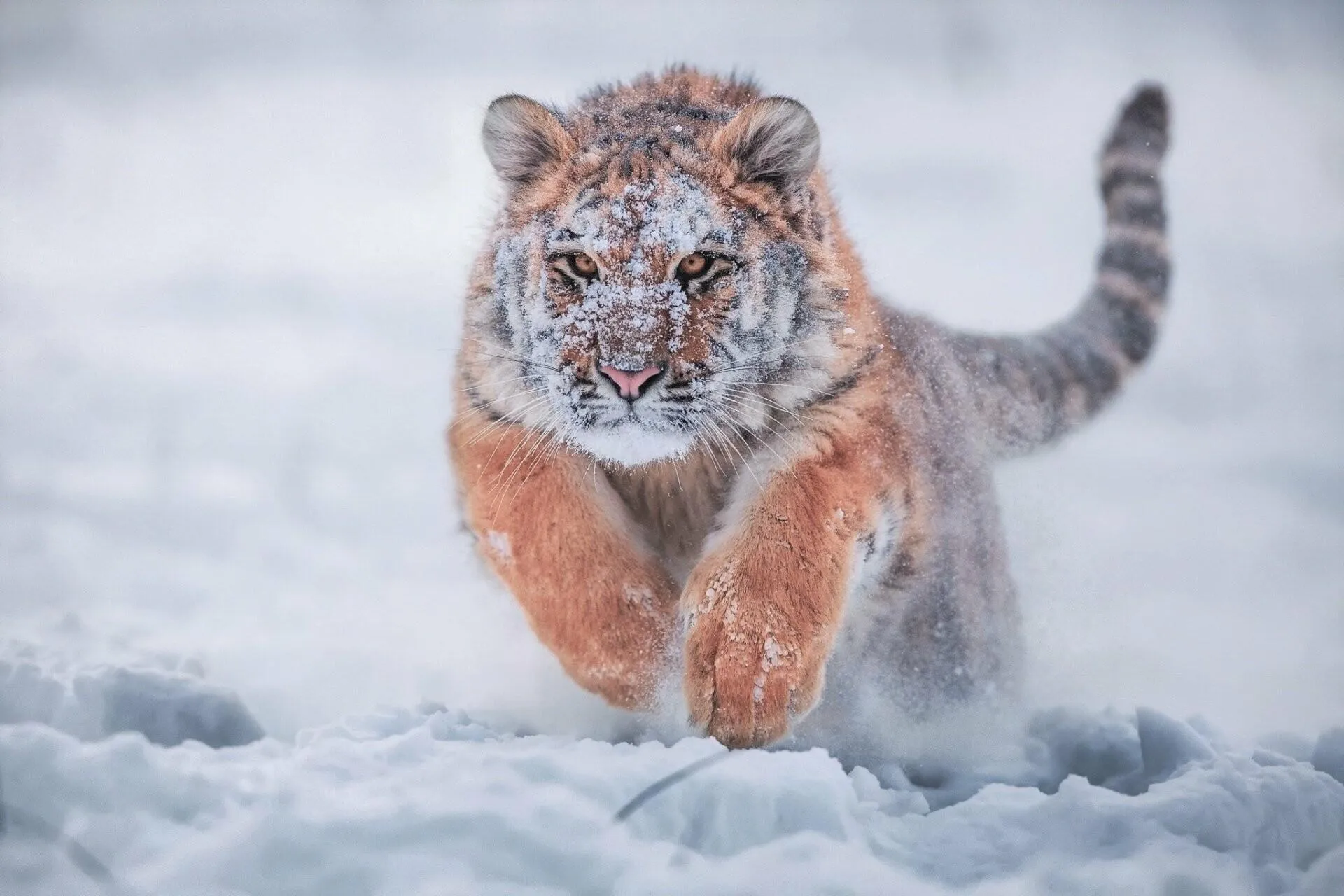 Fearless Tiger Jumping In Snow Download Wallpaper For Free