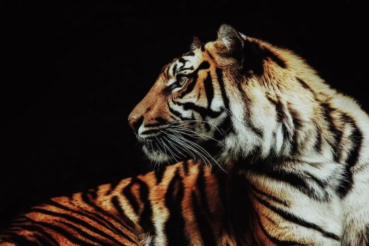 Fearless Tiger Looking Back HD Wallpaper Free Download