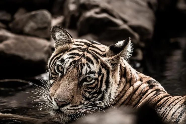 Fearless Tiger Looking Back Wildlife Wallpaper Free Download