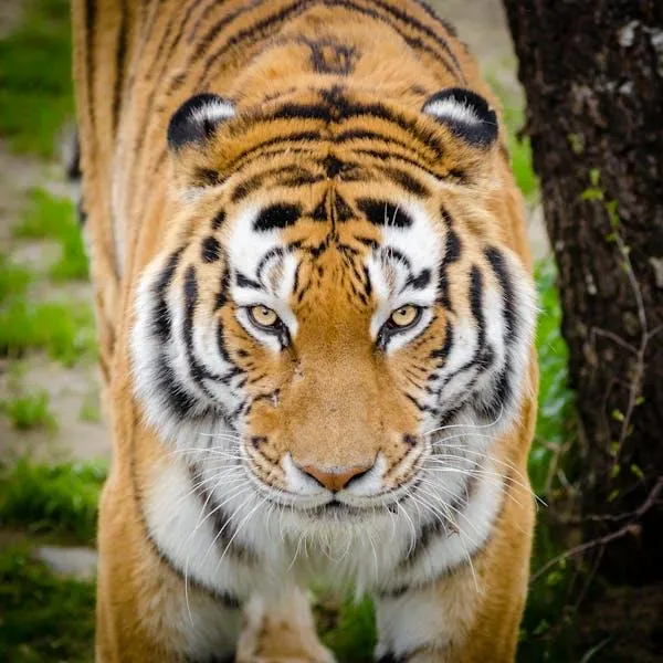 Fearless Tiger Looking Into The Eyes Of Target Photography