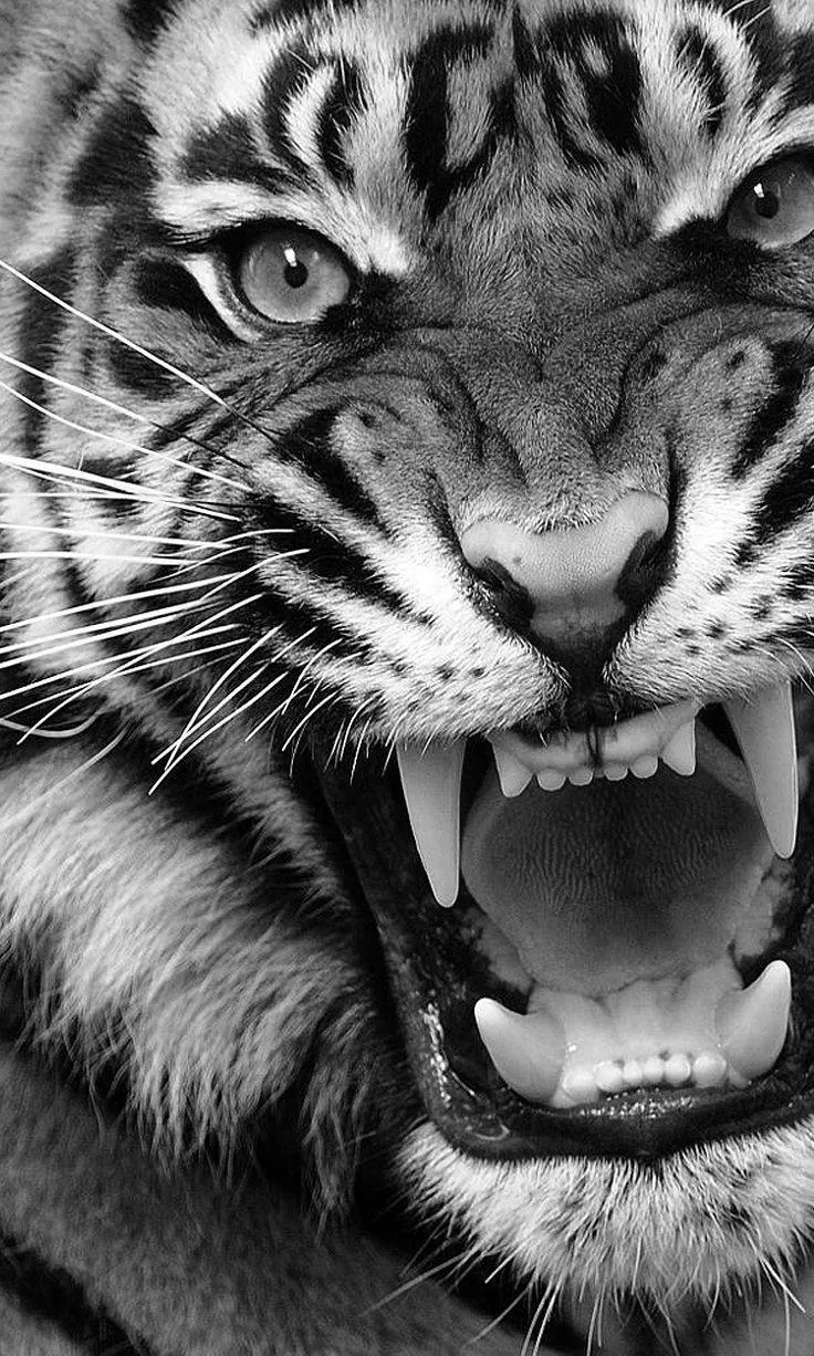 Fearless Tiger Roars In Black And White Epic Wildlife Art