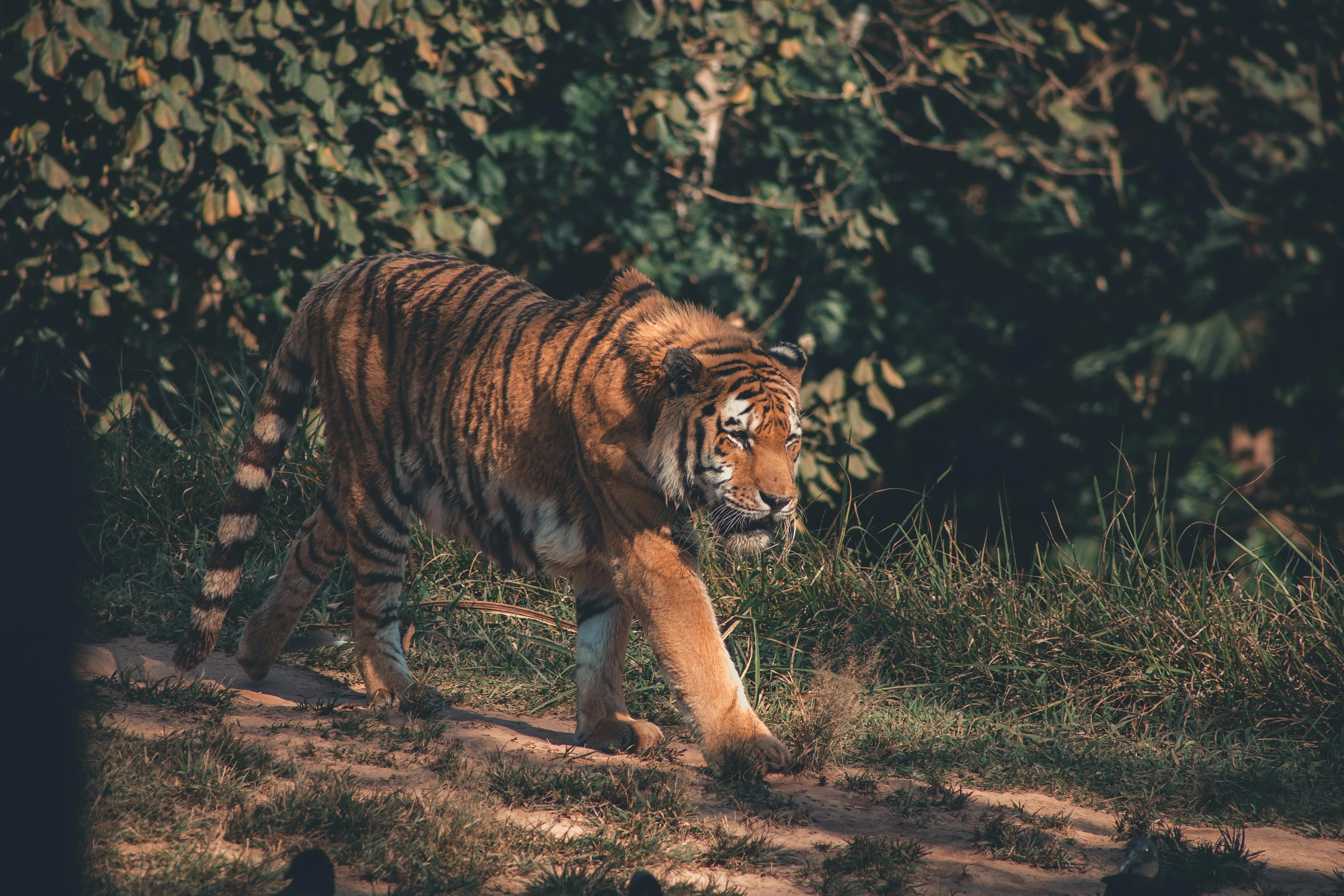 Fearless Tiger Walking In Jungle 4K Image Wallpaper