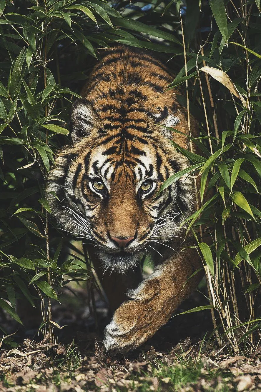 Fearless Tiger Walking Into The Grass Portrait Wallpaper