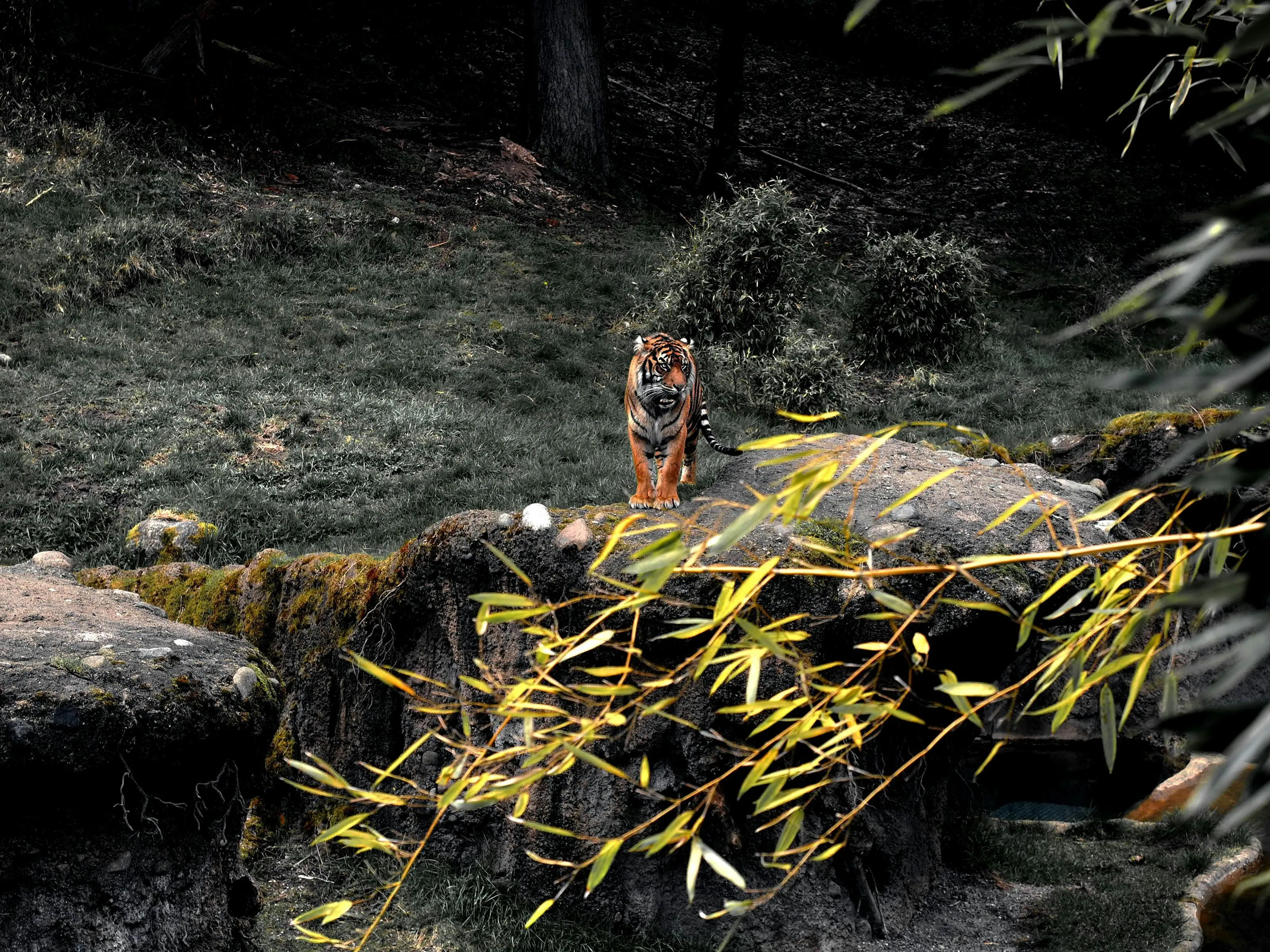Fearless Tiger Watching Forest HD Wildlife Free Wallpaper