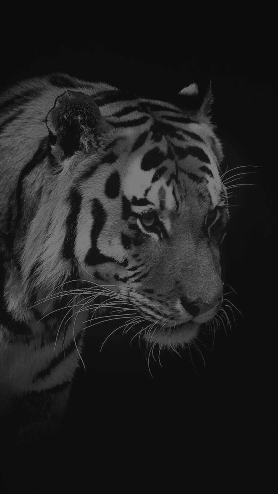 Fearless White Tiger Close Up Powerful Wildlife Wallpaper