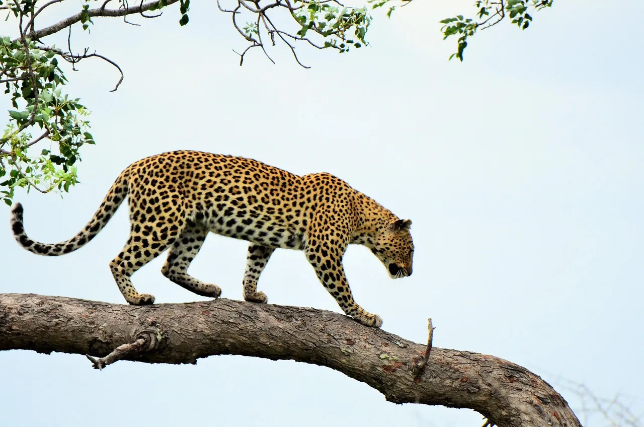 Fearless Young Leopard Walking on Tree Branch HD Image