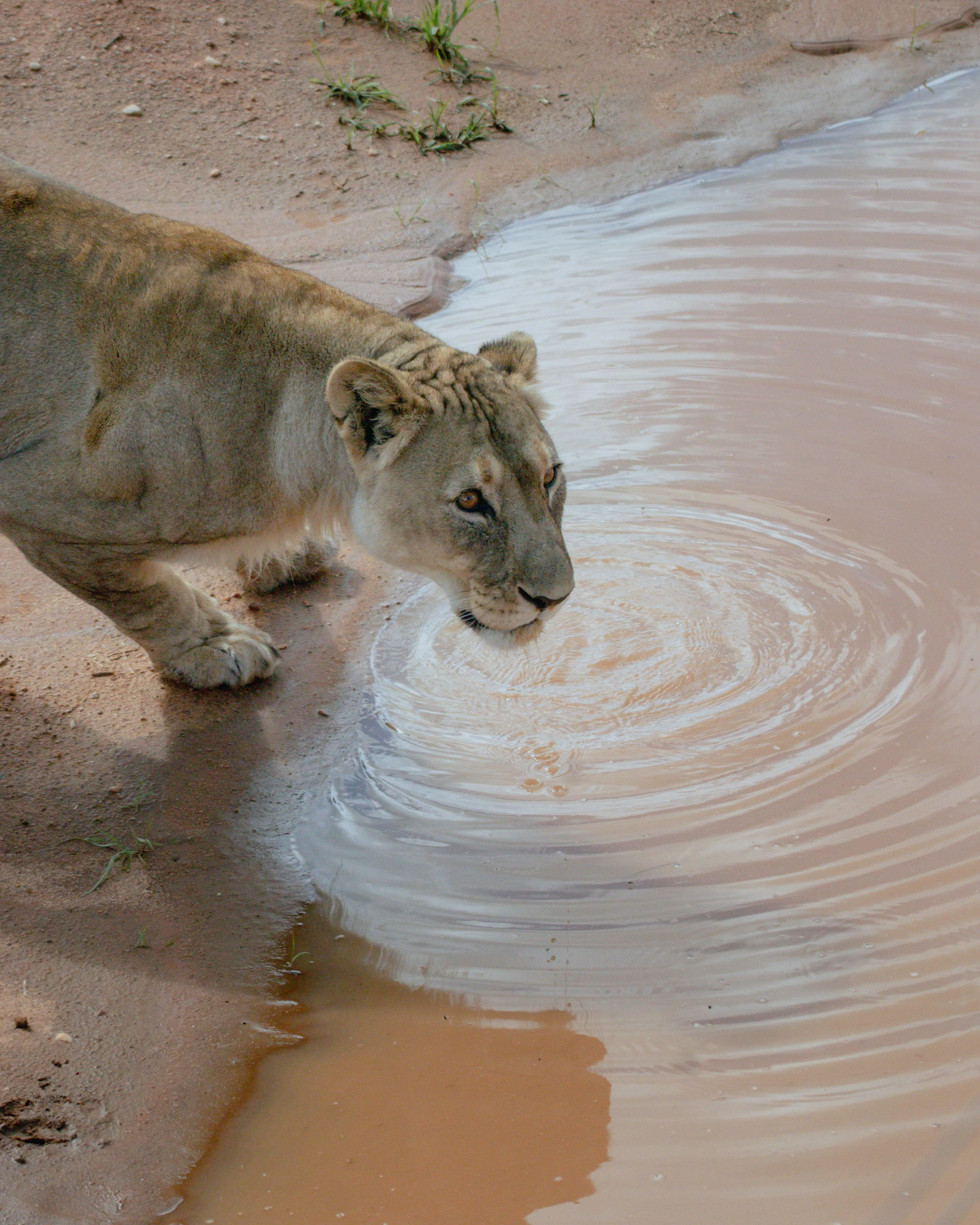 Female Lioness Drinking Water on the Pond HD Free Wallpaper