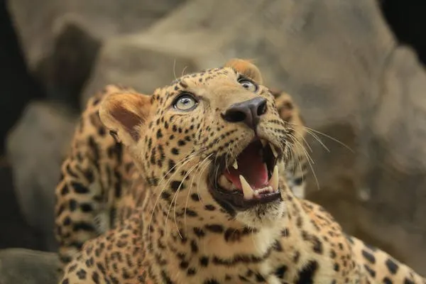 Fierce Leopard Showing Teeth on the Rock Wildlife Wallpaper