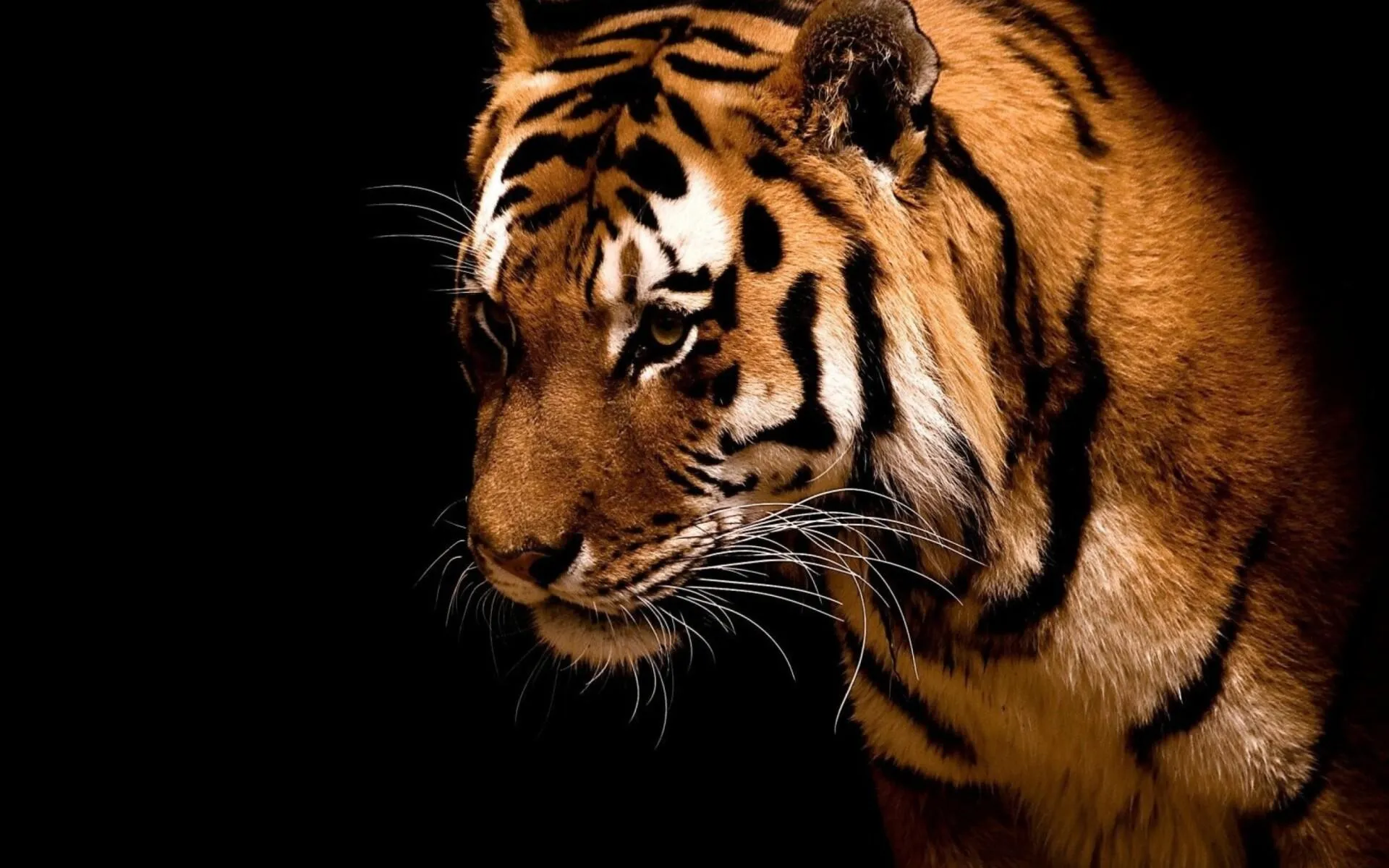 Fierce Tiger In Dark Background Wildlife Wallpaper For Free