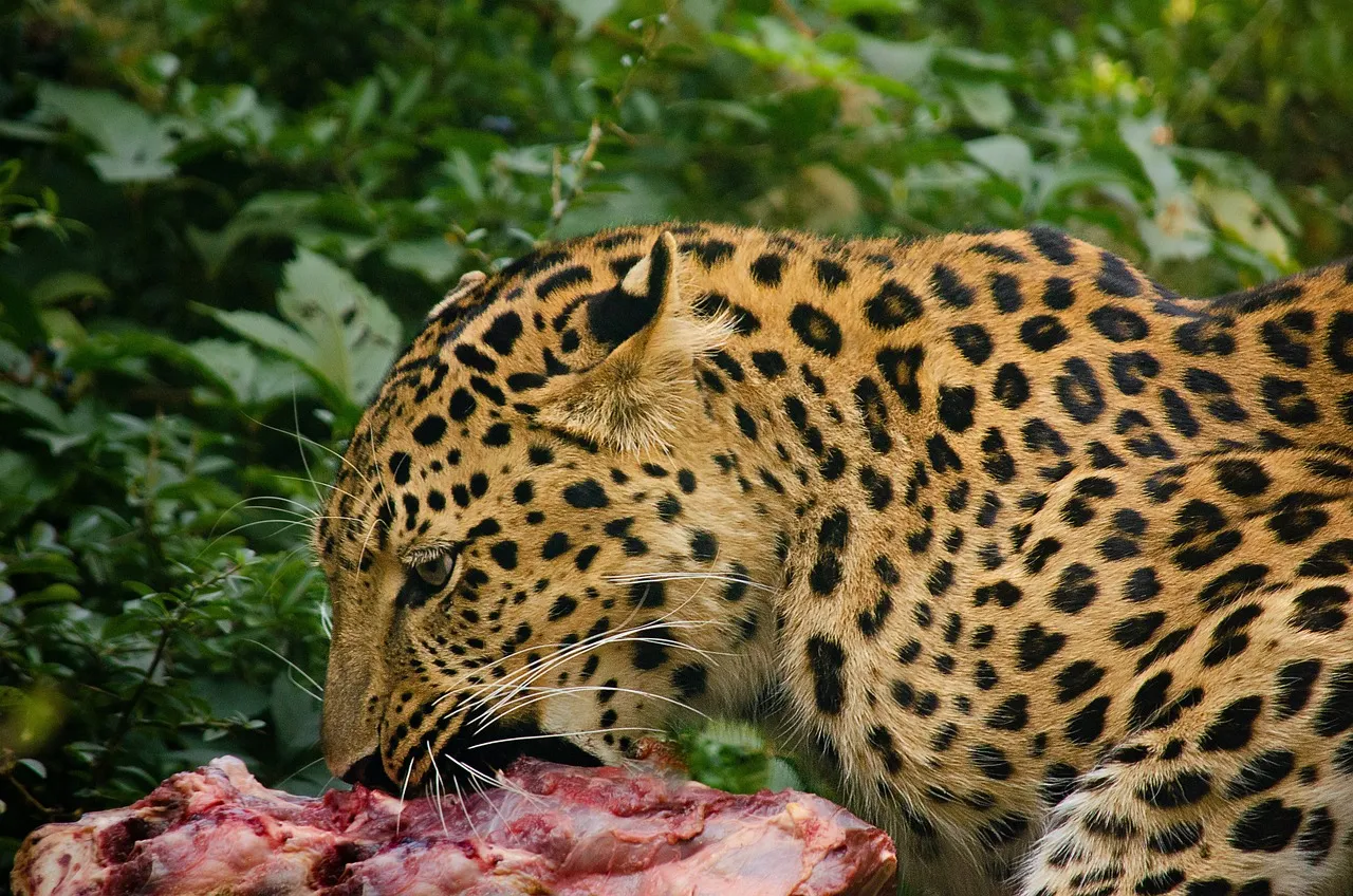 Focused Frame of Leopard Eating Raw Meat Free Wallpaper
