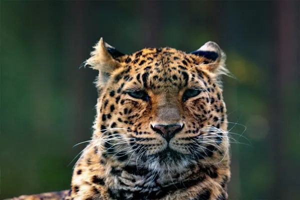 Focused Leopard Looking Calmly in the Fading Light