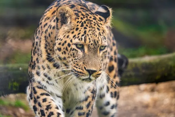Focused Leopard Walking Along Dry Ground in the Forest