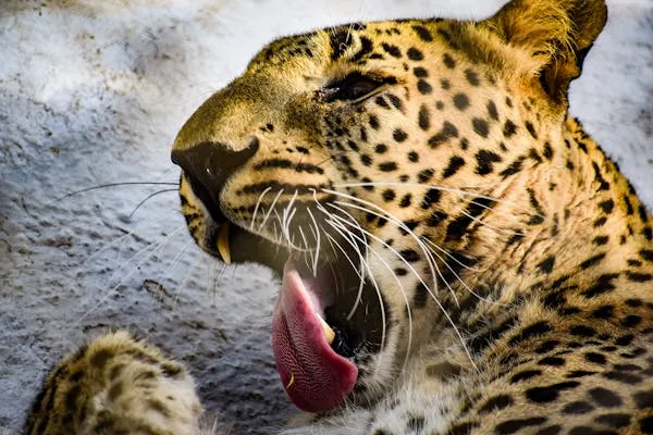 Focused View of Leopard Showing Tongue with Funny Face