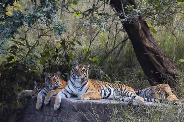 Four Tigers Resting Under The Tree Wildlife Photography