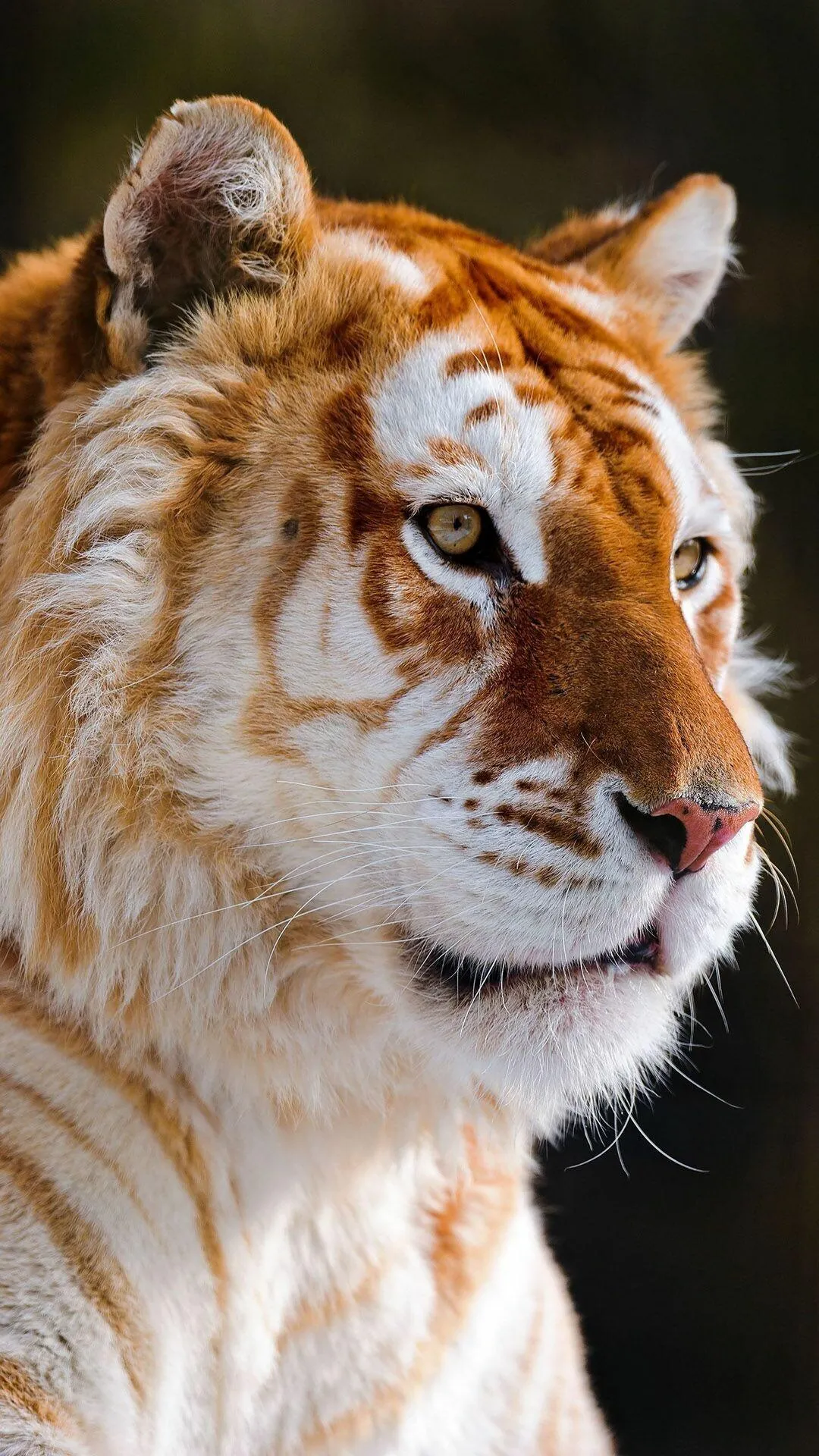Golden Tiger In Portrait Rare Beauty In HD Wildlife Image