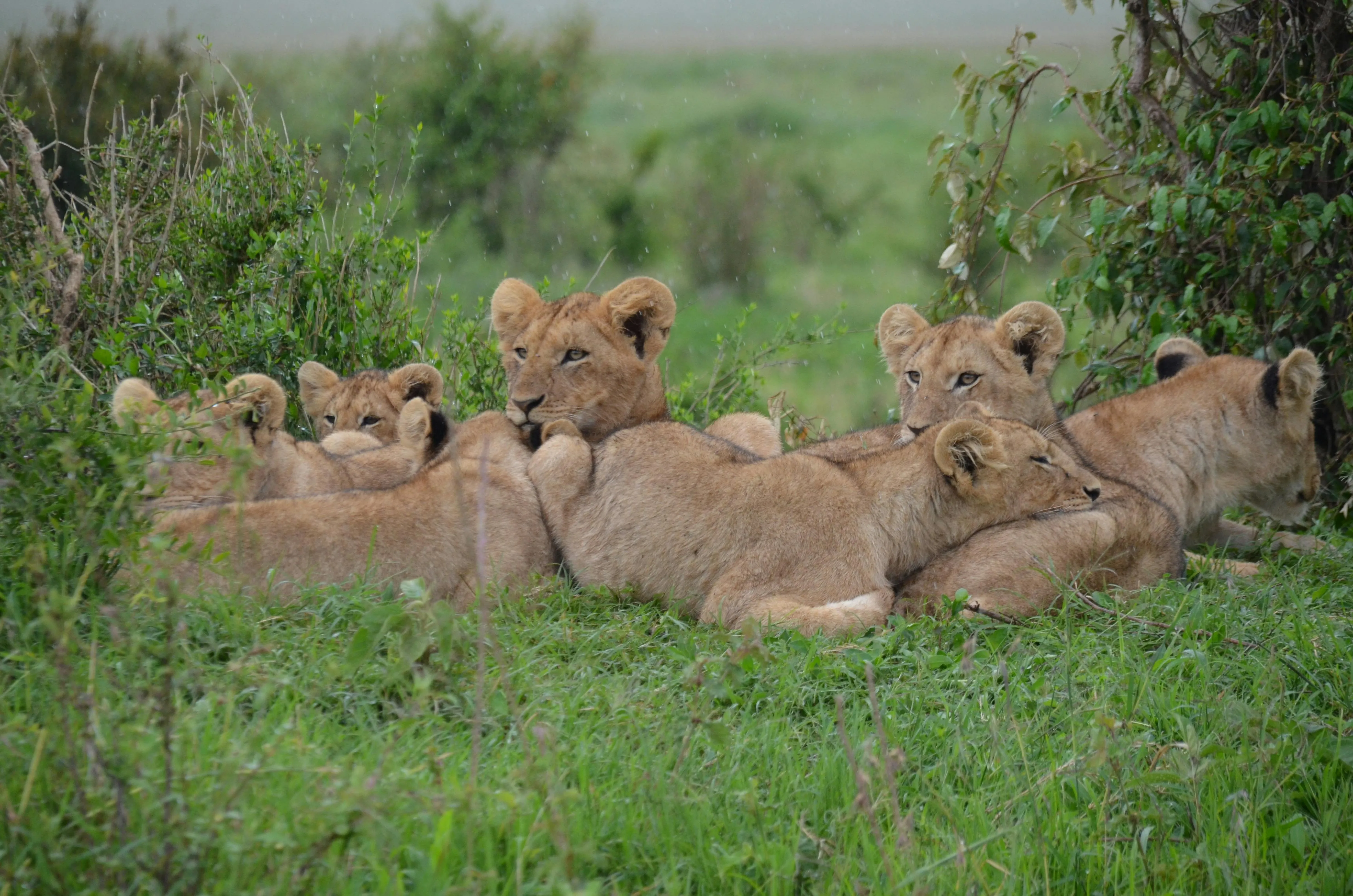 Group of Lionesses Relaxing in Forest Wild Animal Wallpaper