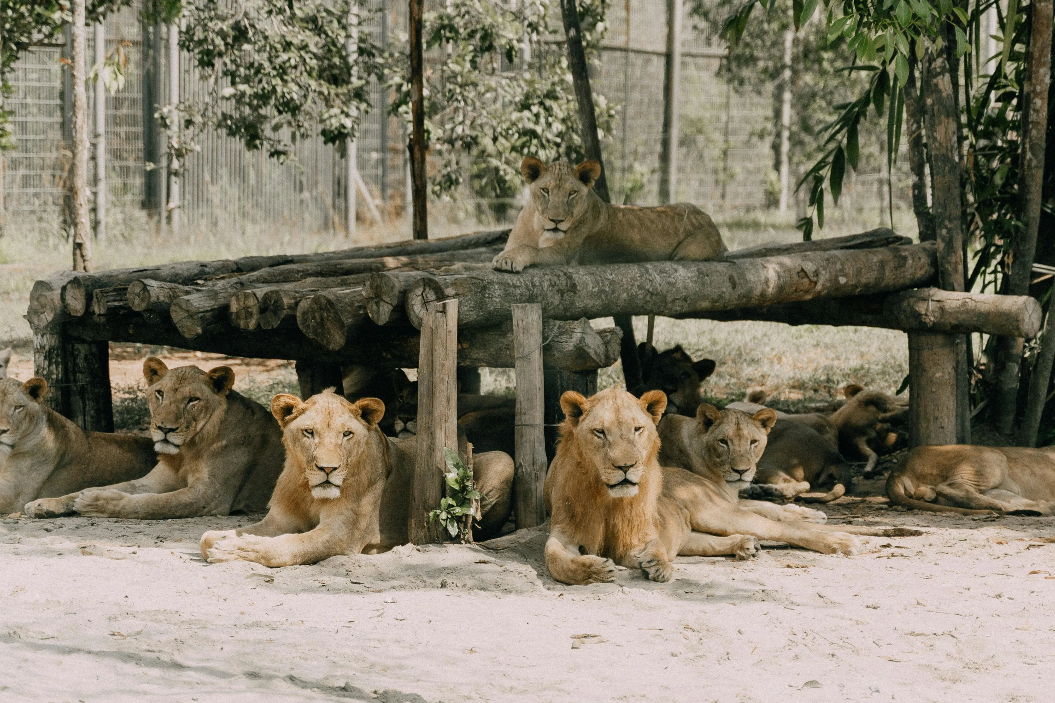 A Group of Lionesses Resting Under the Shade Wallpaper