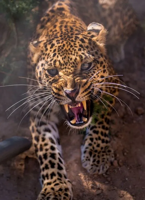 Growling Leopard Showing Dangerous Teeth Natural Habitat