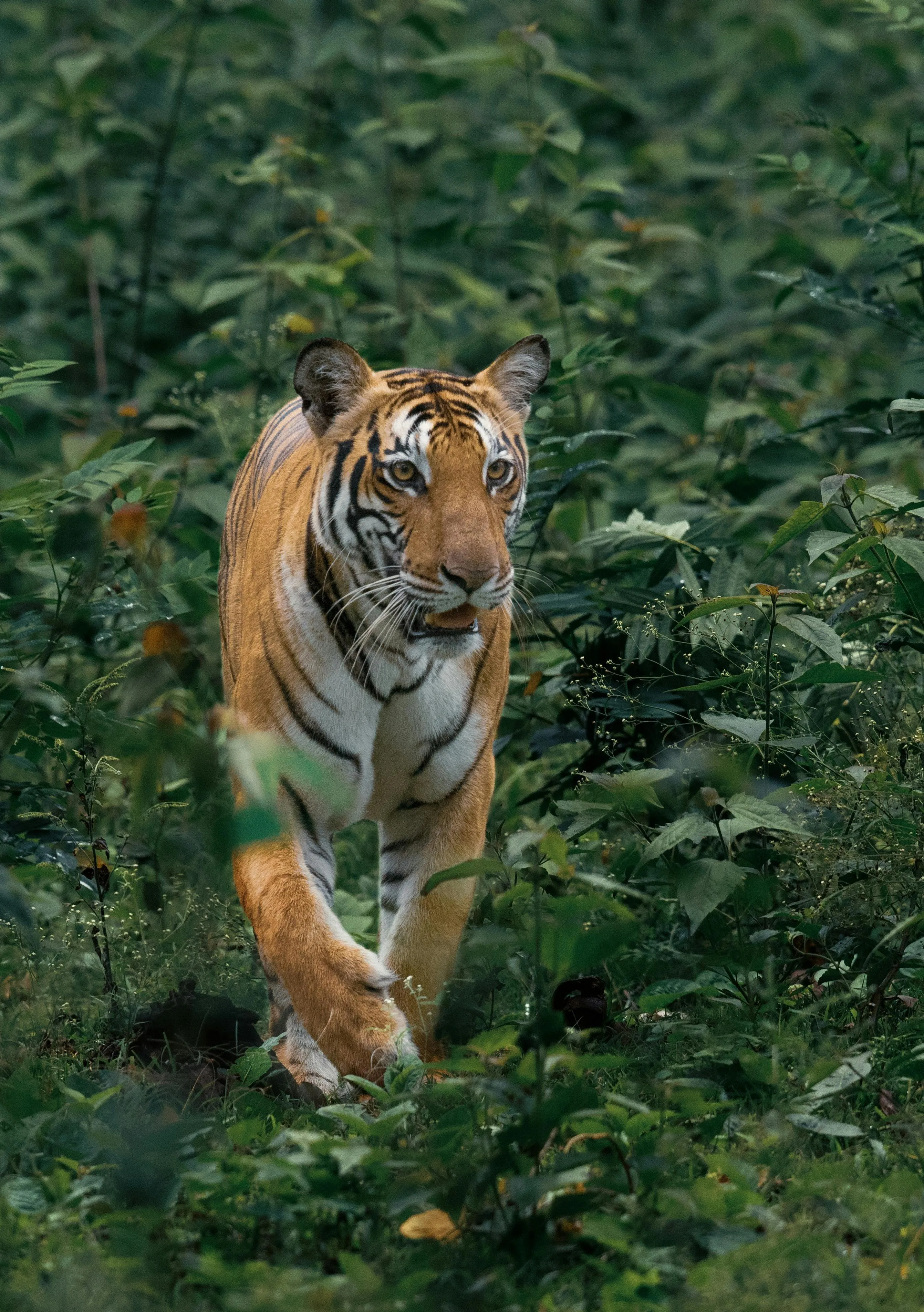 HD Collection Of Tiger Wildlife Wallpaper Download For Free