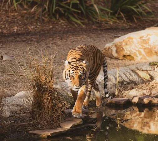 HD Nature Wallpaper Of A Tiger For Desktop Free Download