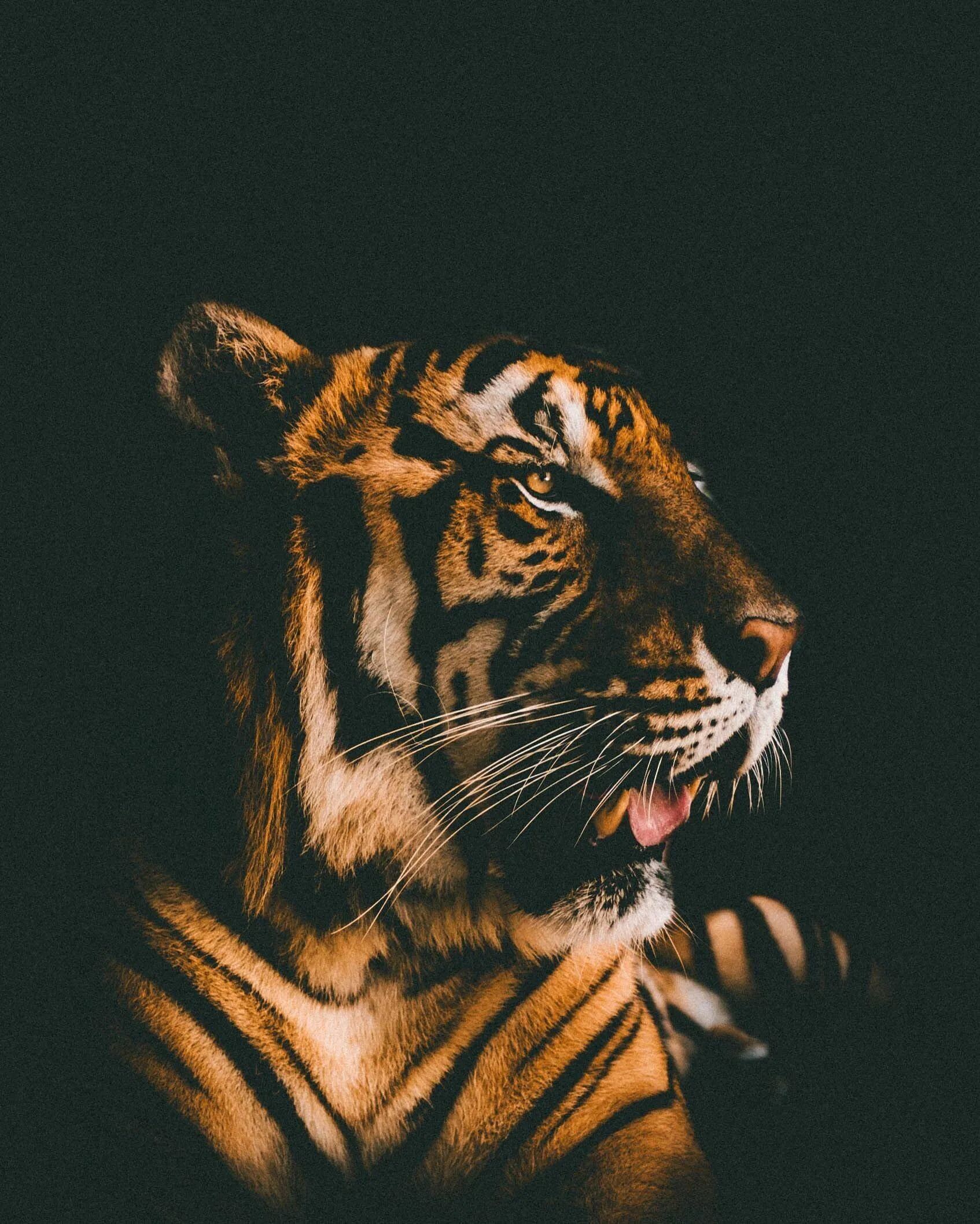 HD Tiger Wildlife Photography Mobile Wallpaper Free Download