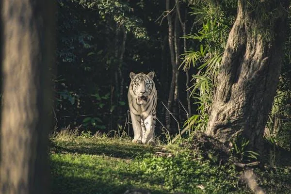 HD White Tiger Cute Still Wildlife Wallpaper Free Download