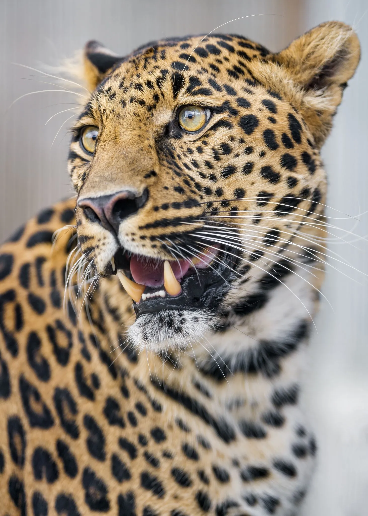 HD Wallpaper of Leopard Looking Intensely Nature Wallpaper
