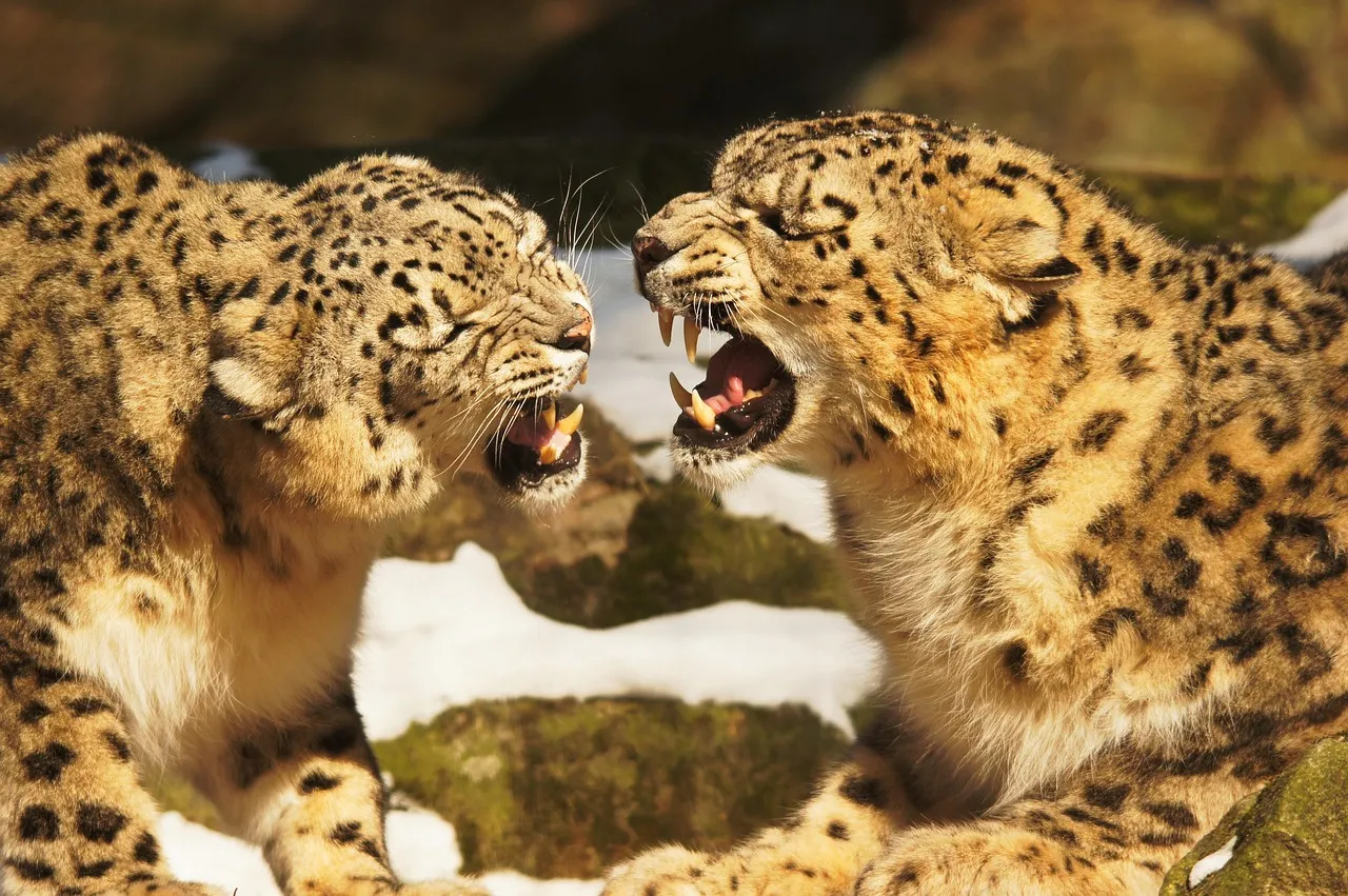Heated Moment of Two Leopards Face Off in Jungle Wallpaper