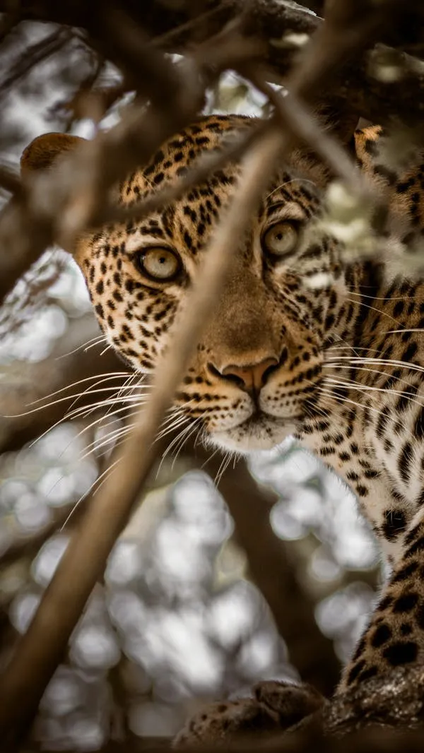 Hidden Leopard Peeking Between Tree Branches Quietly