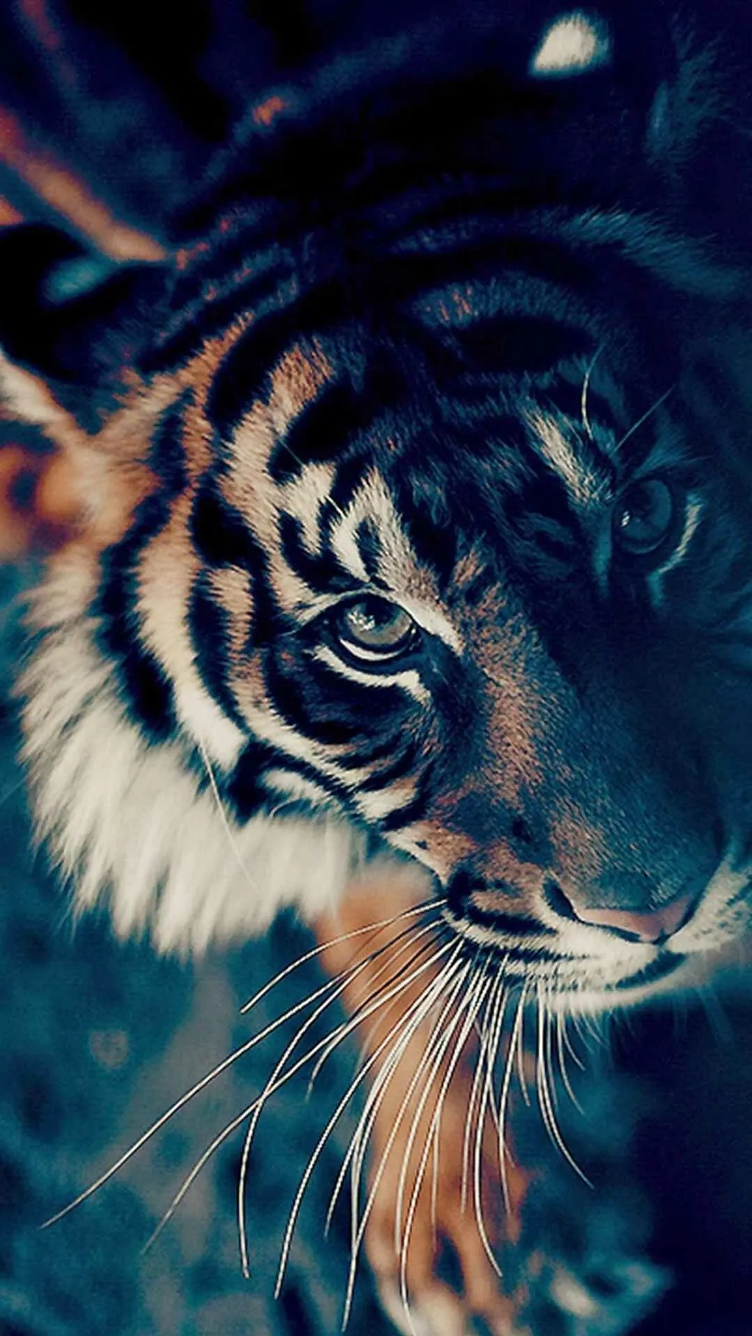 Horizontal Tiger Wallpaper With A Fearless Look Wallpaper