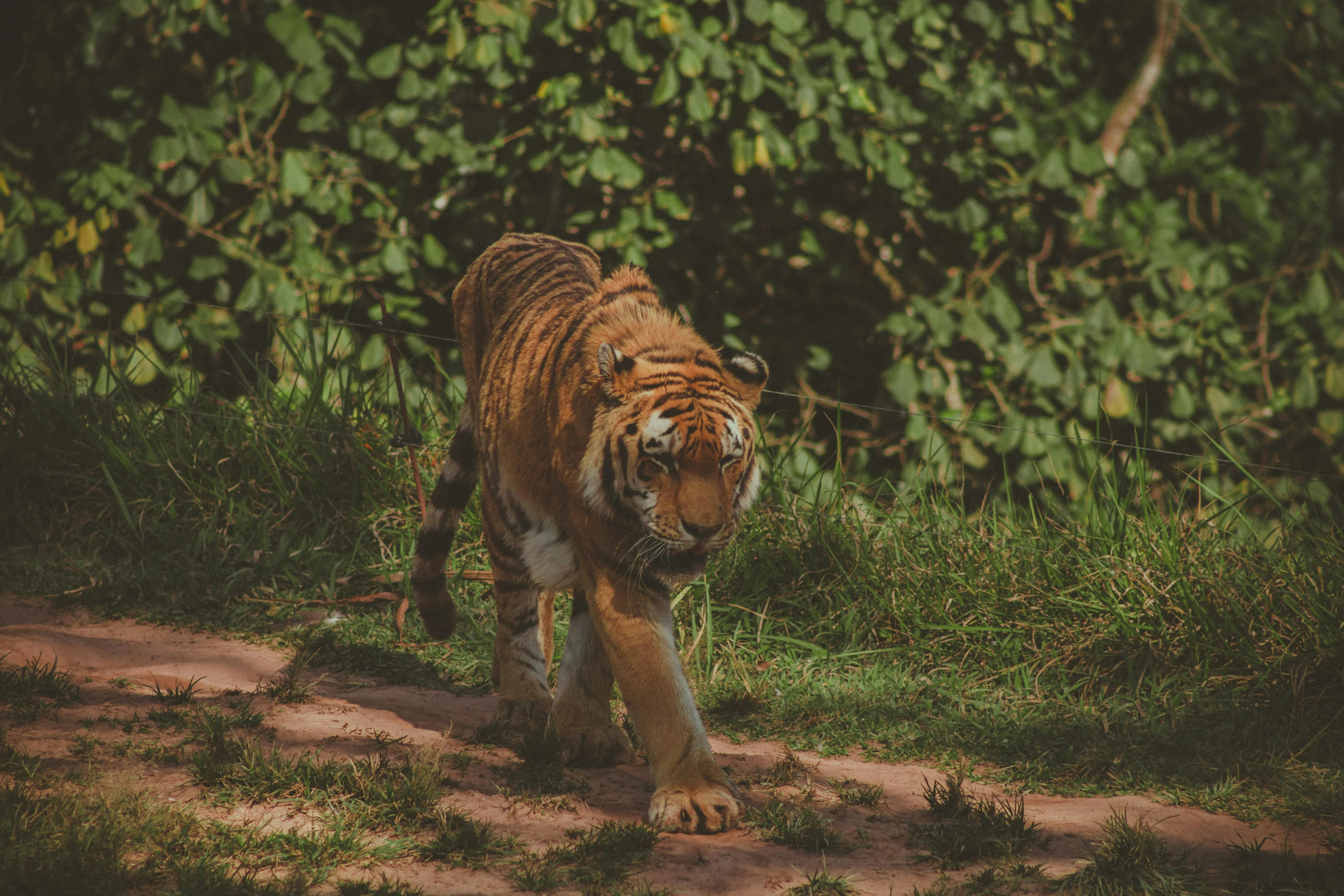Hungry Tiger Searching For Target In Jungle Photography
