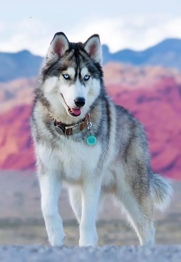 A white with black husky dog with rose dollar wallpaper